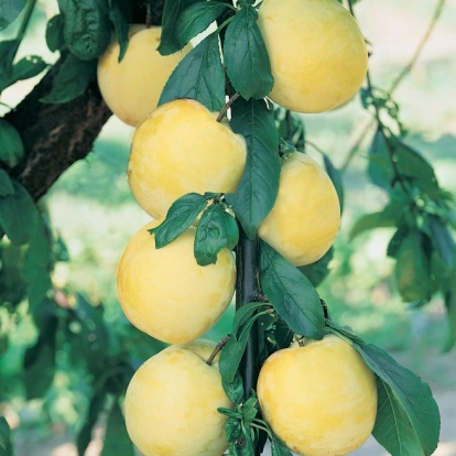 Susino Claudia Gialla - Prunus Domestica - Albero - Vaso 24 - H 150/170 - C 10/12